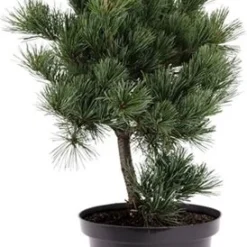 Witte Den (Pinus Parviflora 'Negishi') D 26 H 50 Cm