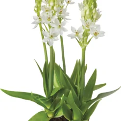 Zuidenwindlelie (Ornithogalum) D 23 H 40 Cm