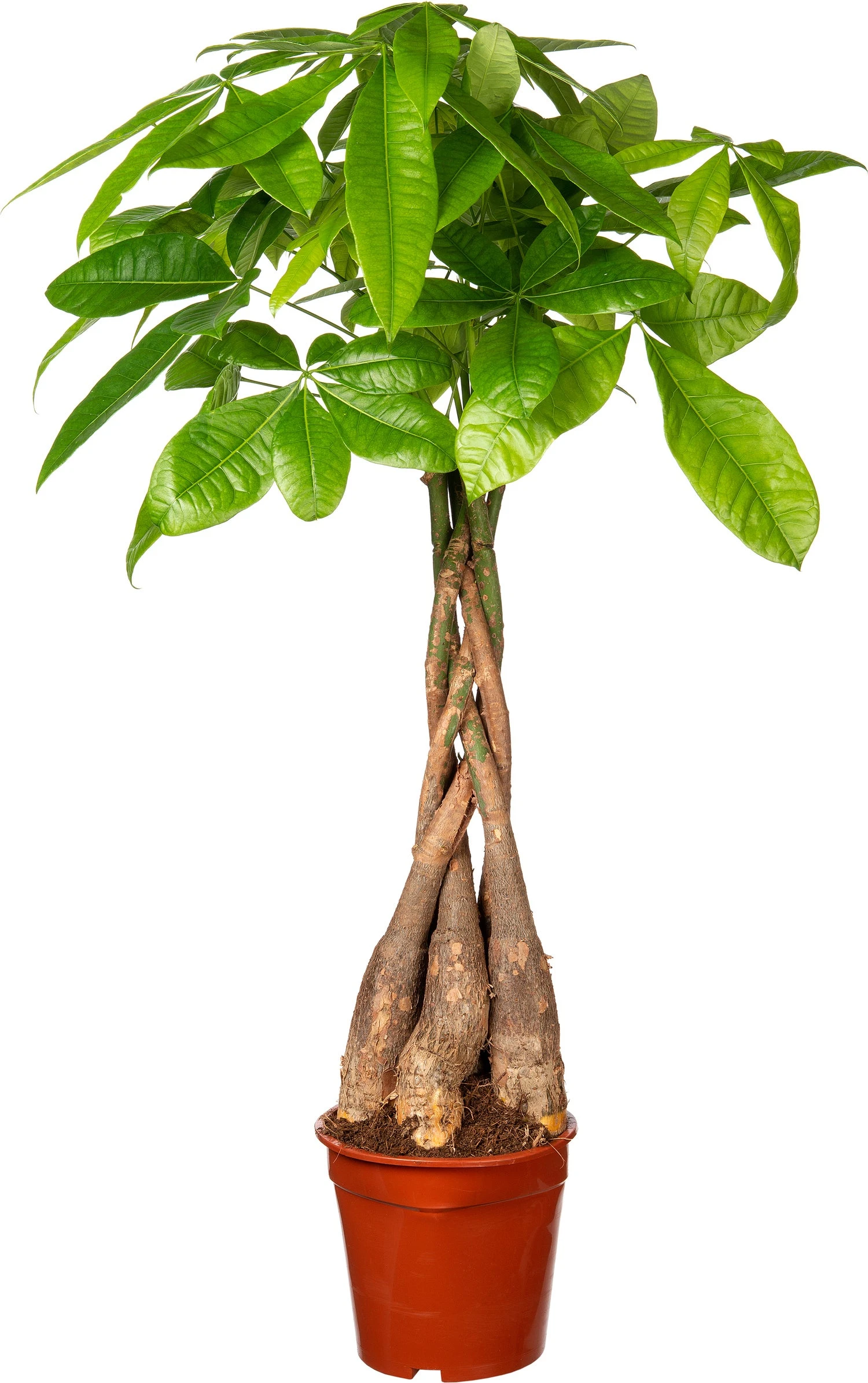 Geldboom (Pachira Aquatica) D 17 H 60 Cm 1 Geldboom (Pachira Aquatica) D 17 H 60 Cm