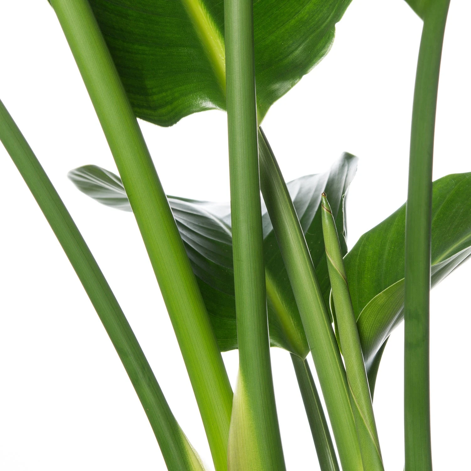 Paradijsvogelplant (Strelitzia Nicolai) D 24 H 80 Cm 2 Paradijsvogelplant (Strelitzia Nicolai) D 24 H 80 Cm - Afbeelding 2