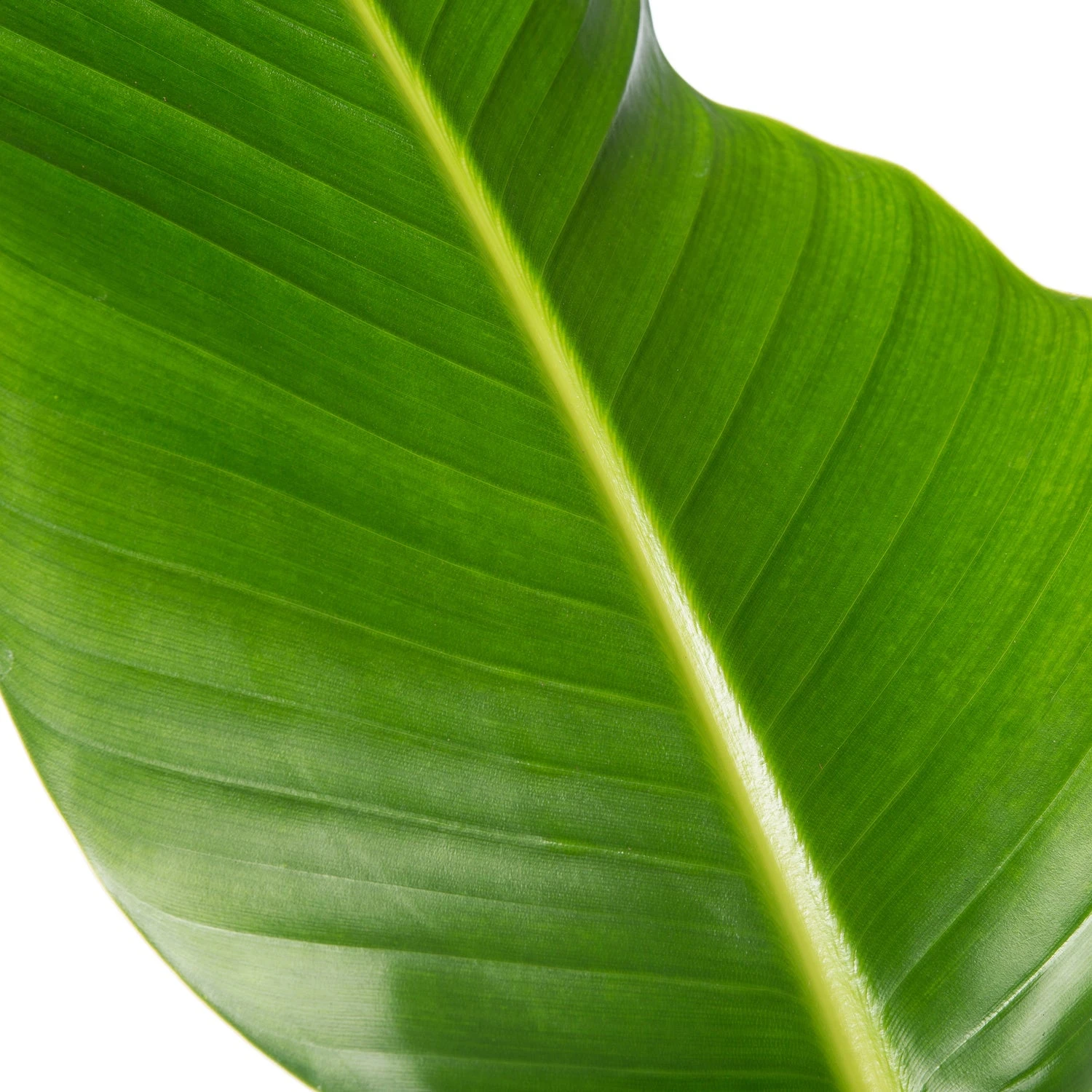 Paradijsvogelplant (Strelitzia Nicolai) D 24 H 80 Cm 3 Paradijsvogelplant (Strelitzia Nicolai) D 24 H 80 Cm - Afbeelding 3