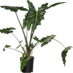 Olifantsoor (Alocasia 'Sarian') D 24 H 90 Cm