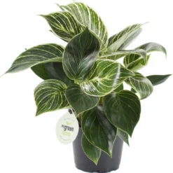 Philodendron (Philodendron 'White Measure') D 14 H 35 Cm