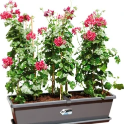 Elho Barcelona Xl Bloembak L 60 H 20 Cm Antraciet