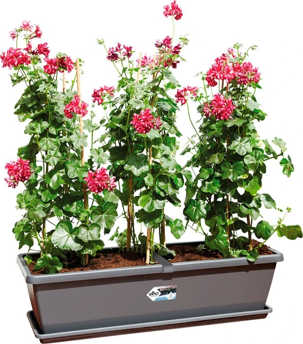 Elho Barcelona Xl Bloembak L 60 H 20 Cm Antraciet 1 Elho Barcelona Xl Bloembak L 60 H 20 Cm Antraciet