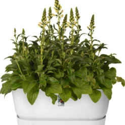 Elho Plantenbak Greenville Wit 78 X 35 X 33,5 Cm