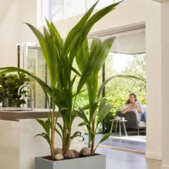 Elho Plantenbak Vivo Next Grijs 59 X 29,5 X 29 Cm -Boom Hart Verkoopwinkel 8711904499648 5