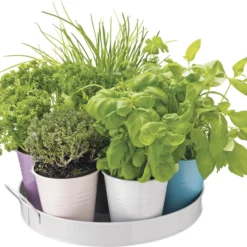 Florex Kruidenzaden Dienblad Met 7 Keukenkruiden -Boom Hart Verkoopwinkel 8713339195300