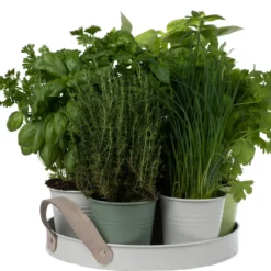 Florex Kruidenzaden Dienblad Met 7 Keukenkruiden -Boom Hart Verkoopwinkel 8713339195300 3