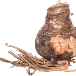 Florex Amaryllis (Hippeastrum) 'White Garden' 5/7