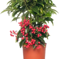 Ardisia (Ardisia Crenata Bos Premium) D 14 H 40 Cm
