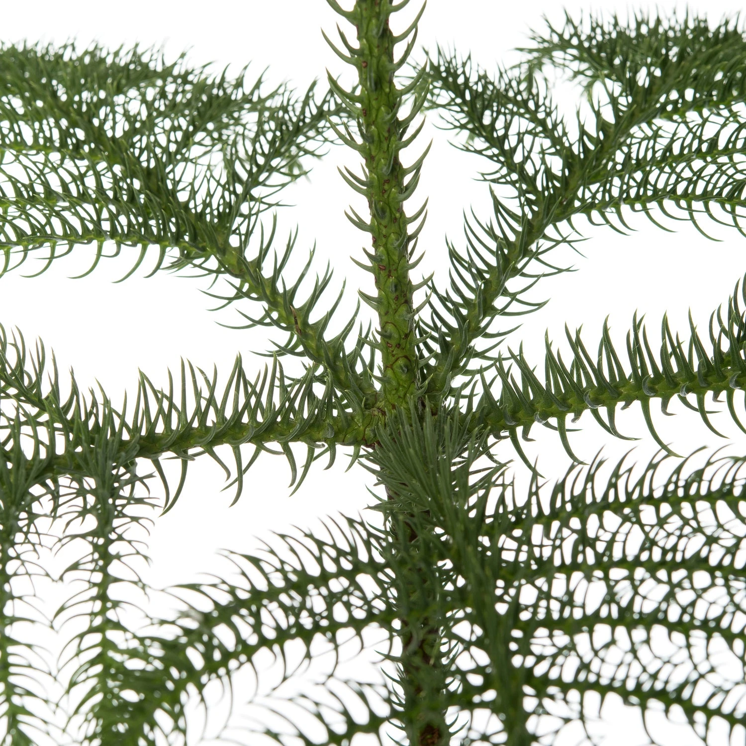 Kamerden (Araucaria Heterophylla) D 17 H 55-60 Cm 2 Kamerden (Araucaria Heterophylla) D 17 H 55-60 Cm - Afbeelding 2