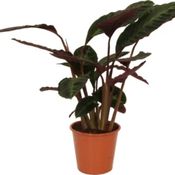 Calathea (Calathea Warscewiczii) D 19 H 75 Cm