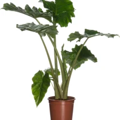 Olifantsoor (Alocasia 'Portodora') D 21 H 80 Cm
