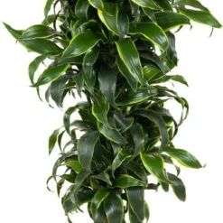 Drakenbloedboom (Dracaena Fragrans (C) 'Dorado') D 31 H 140 Cm
