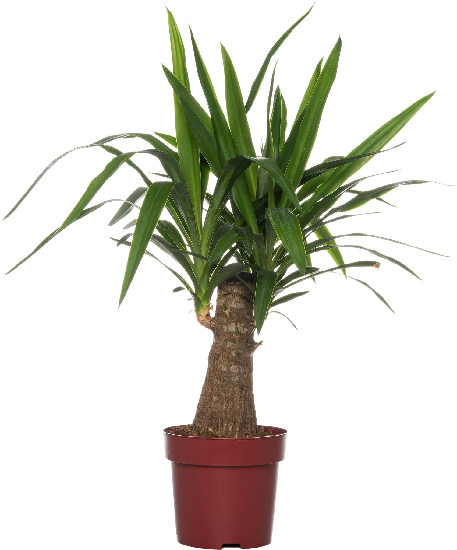 Yucca (Yucca Elephantipes) D 19 H 65 Cm 1 Yucca (Yucca Elephantipes) D 19 H 65 Cm