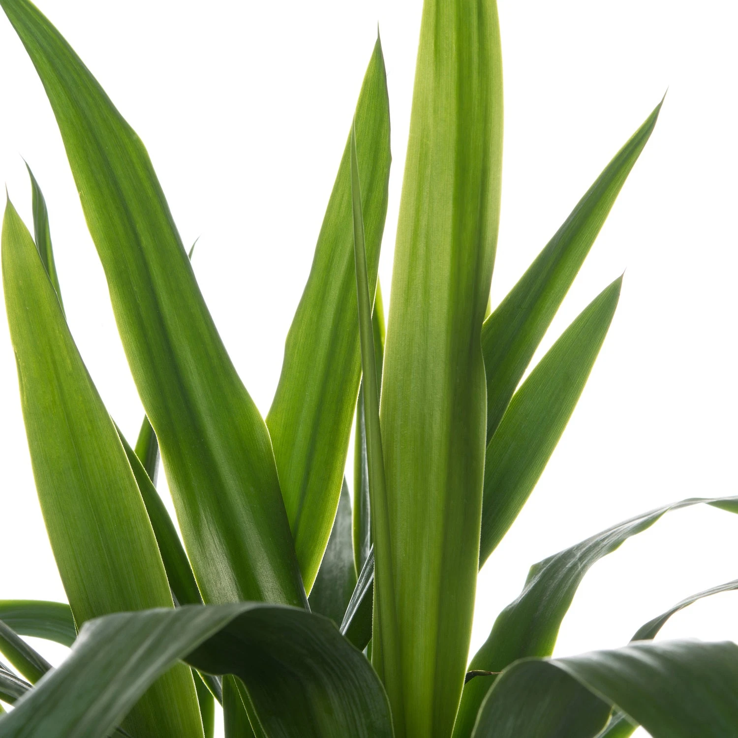 Yucca (Yucca Elephantipes) D 19 H 65 Cm 2 Yucca (Yucca Elephantipes) D 19 H 65 Cm - Afbeelding 2