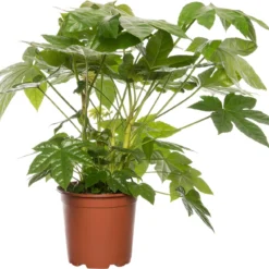 Vingerplant (Fatsia Japonica) D 19 H 70 Cm