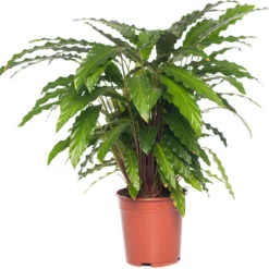 Calathea (Calathea Rufibarba 'Tropistar') D 21 H 100 Cm