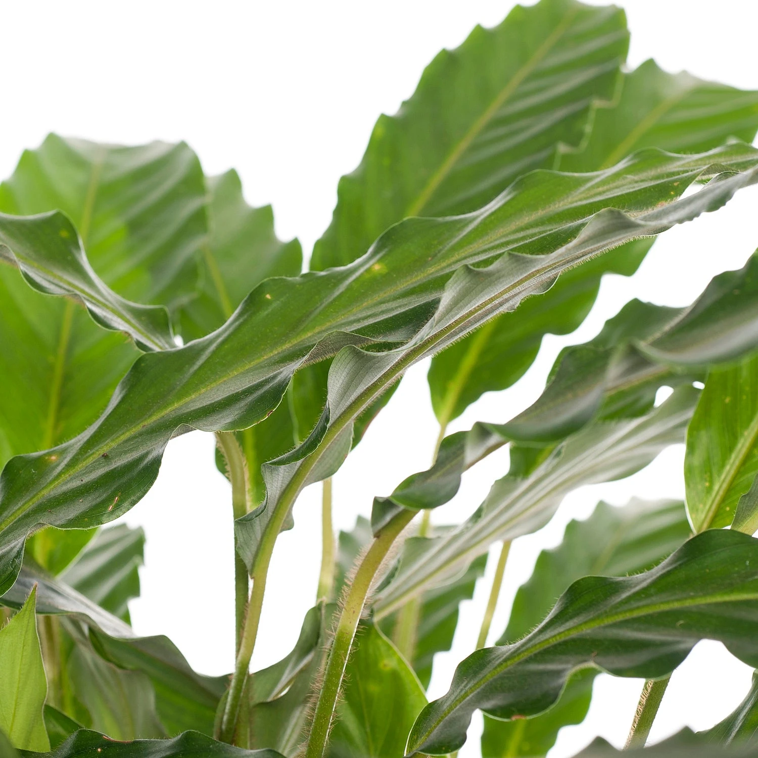 Calathea (Calathea Rufibarba 'Tropistar') D 21 H 100 Cm 2 Calathea (Calathea Rufibarba 'Tropistar') D 21 H 100 Cm - Afbeelding 2