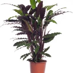 Calathea (Calathea Rufibarba 'Wavestar') D 19 H 75 Cm