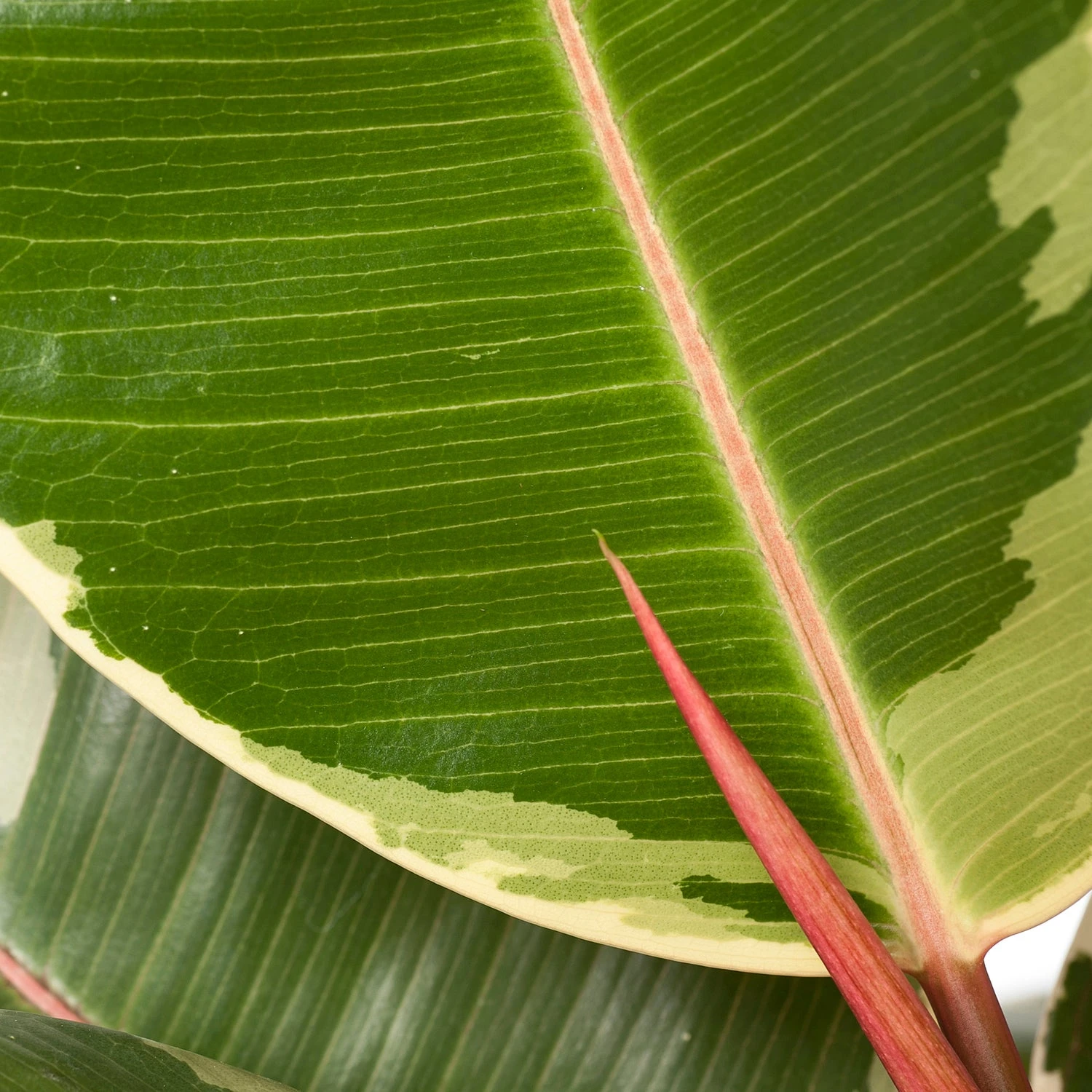 Rubberboom (Ficus Elastica 'Tineke') D 27 H 90 Cm 2 Rubberboom (Ficus Elastica 'Tineke') D 27 H 90 Cm - Afbeelding 2