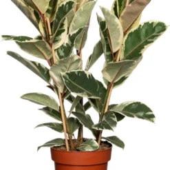 Rubberboom (Ficus Elastica 'Tineke') D 27 H 90 Cm