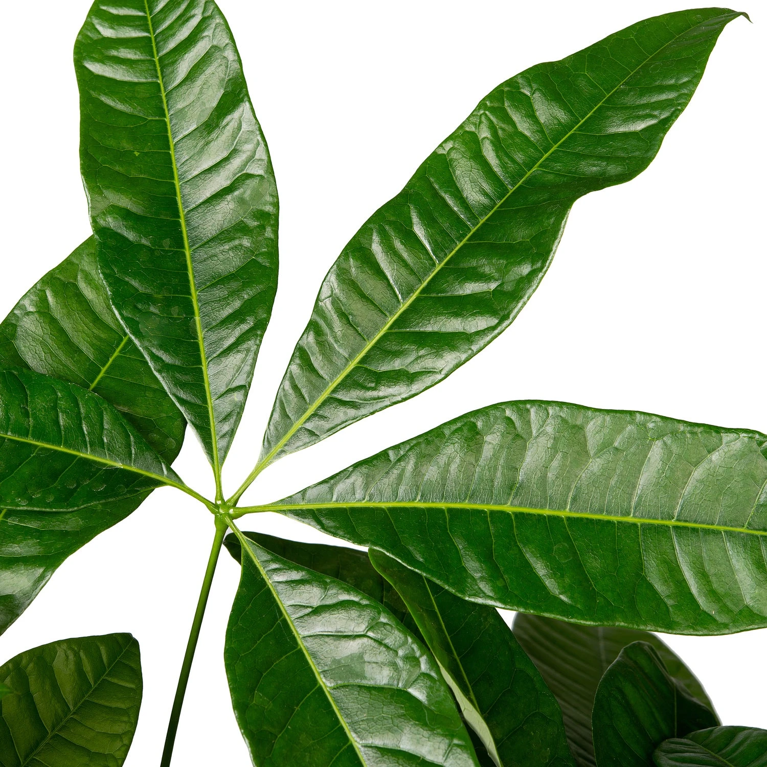 Geldboom (Pachira Aquatica) D 29 H 150 Cm 2 Geldboom (Pachira Aquatica) D 29 H 150 Cm - Afbeelding 2