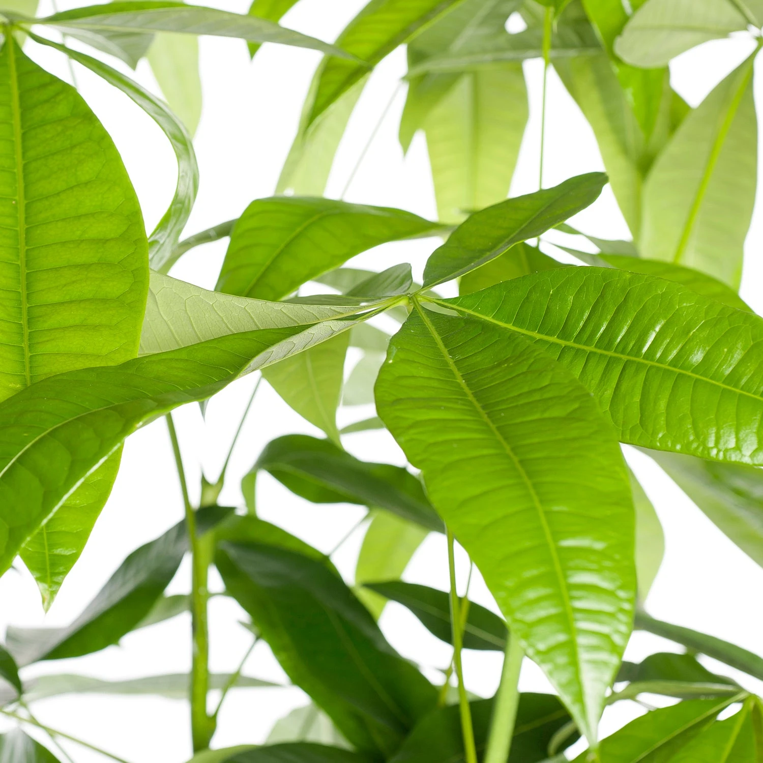 Geldboom (Pachira Aquatica) D 29 H 150 Cm 3 Geldboom (Pachira Aquatica) D 29 H 150 Cm - Afbeelding 3