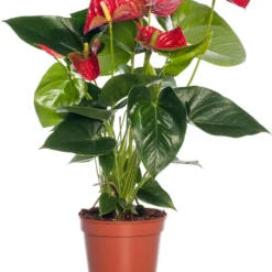 Flamingoplant (Anthurium Andreanum 'Sierra') D 17 H 55 Cm