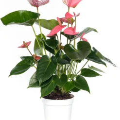 Flamingoplant (Anthurium Andreanum 'Pink Champion') D 14 H 50 Cm