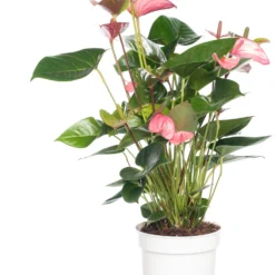 Pokon Flamingoplant (Anthurium Andreanum 'Pink Champion') D 17 H 60 Cm
