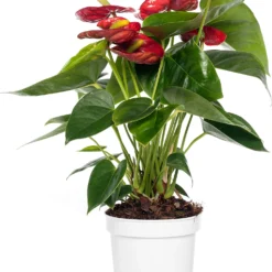 Flamingoplant (Anthurium Andreanum 'Royal Red Champion) D 14 H 50 Cm