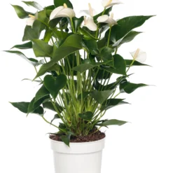 Pokon Flamingoplant (Anthurium Andreanum 'White Champion') D 17 H 60 Cm