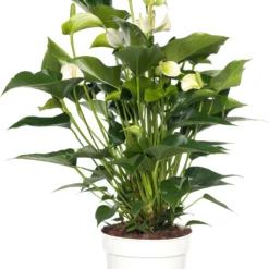 Flamingoplant (Anthurium Andreanum 'White Champion') D 21 H 70 Cm