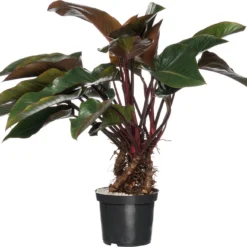 Philodendron (Philodendron 'Red Beauty') D 32 H 110 Cm