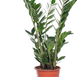 Zamioculcas (Zamioculcas Zamiifolia) D 17 H 60 Cm