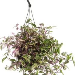 Vaderplant (Tradescantia Fluminensis 'Quadricolor') D 17 H 35 Cm