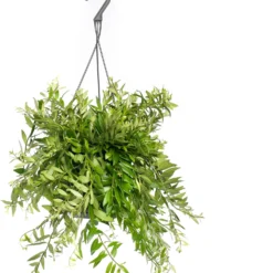 Lippenstiftplant (Aeschynanthus 'Japhrolepis') D 15 H 25 Cm