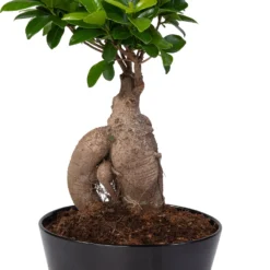 Chinese Vijg (Ficus Microcarpa 'Ginseng') D 22 H 40 Cm