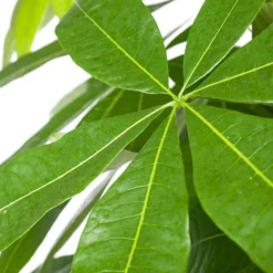 Geldboom (Pachira Aquatica) D 35 H 190 Cm -Boom Hart Verkoopwinkel 8717263114864 2 1