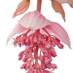 Medinilla (Medinilla Magnifica) D 17 H 60 Cm -Boom Hart Verkoopwinkel 8717263114895 12