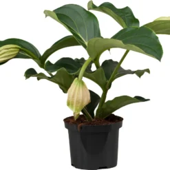 Medinilla (Medinilla Magnifica) D 17 H 60 Cm