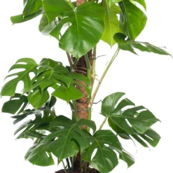 Gatenplant (Monstera Pertusum) D 24 H 110 Cm