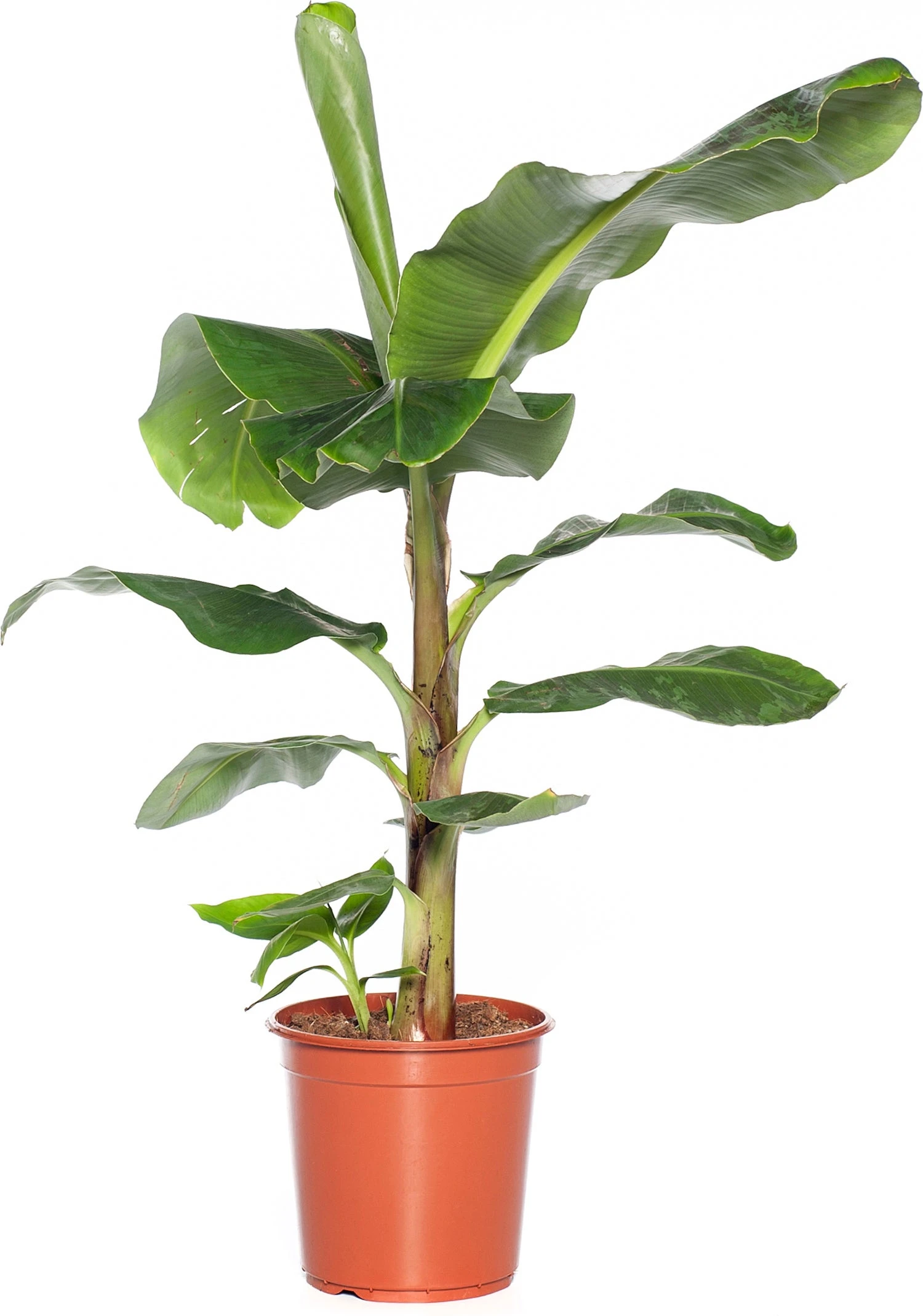 Bananenplant (Musa 'Dwarf Cavendish') D 21 H 80 Cm