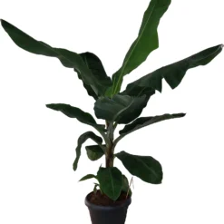 Bananenplant (Musa 'Dwarf Cavendish') D 35 H 130 Cm -Boom Hart Verkoopwinkel 8717263115687 1
