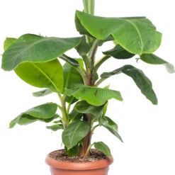 Bananenplant (Musa 'Dwarf Cavendish') D 35 H 130 Cm
