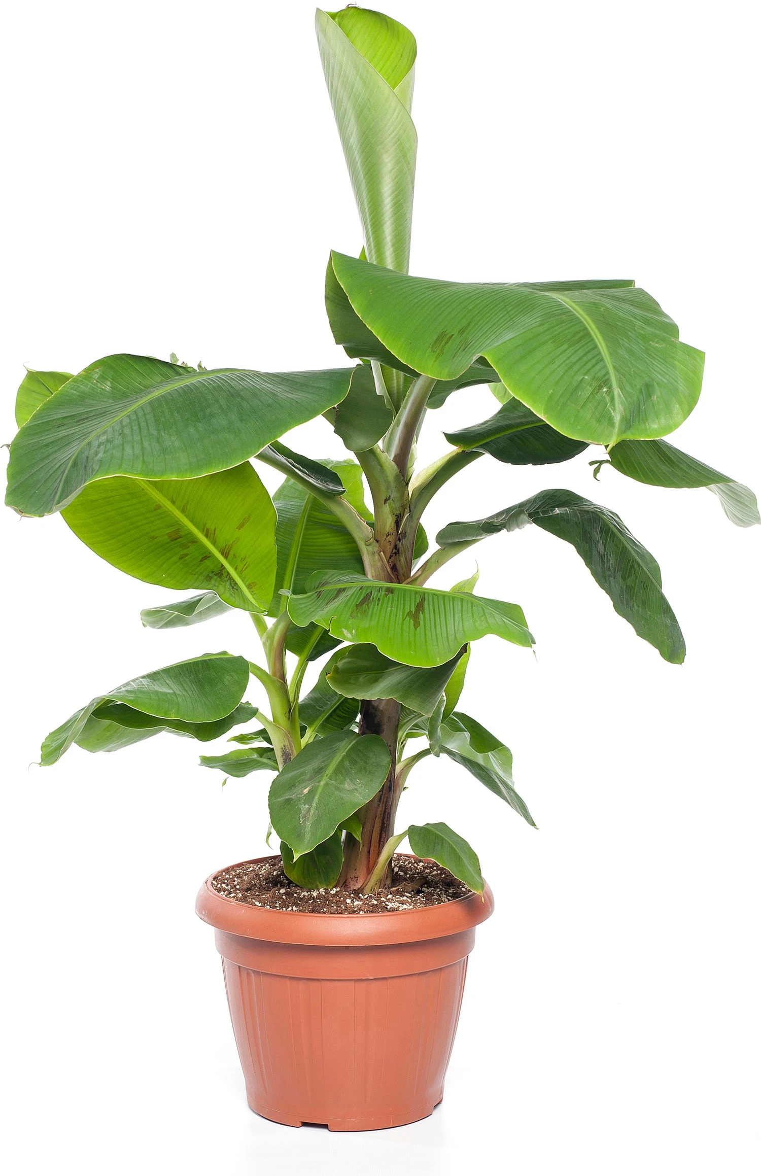 Bananenplant (Musa 'Dwarf Cavendish') D 35 H 130 Cm
