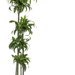 Drakenbloedboom (Dracaena Fragrans (C) 'Dorado') D 27 H 160 Cm