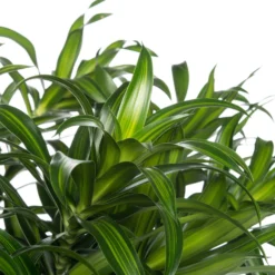 Drakenbloedboom (Dracaena Reflexa 'Song Of Jamaica') D 27 H 120 Cm -Boom Hart Verkoopwinkel 8717263120490 3